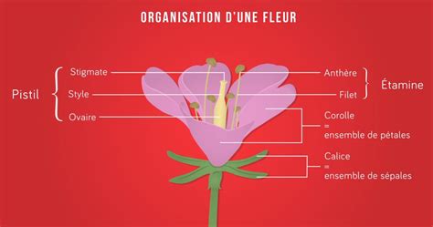 Schéma de la structure des fleurs de cognassier