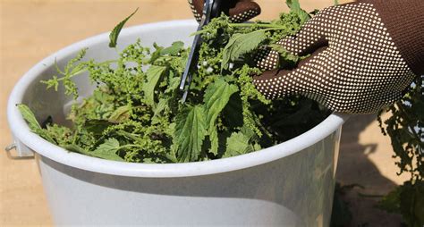 Fermentation de purin de plantes dans un grand récipient
