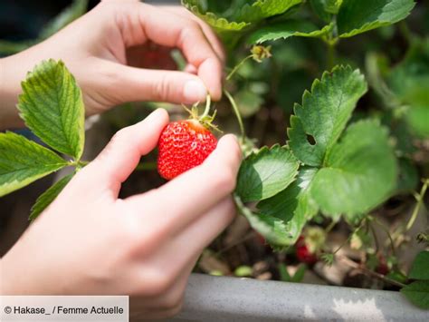 Schéma explicatif sur la manière de cueillir une fraise sans endommager le plant