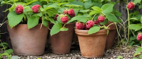 Framboisiers dans des pots sur un balcon