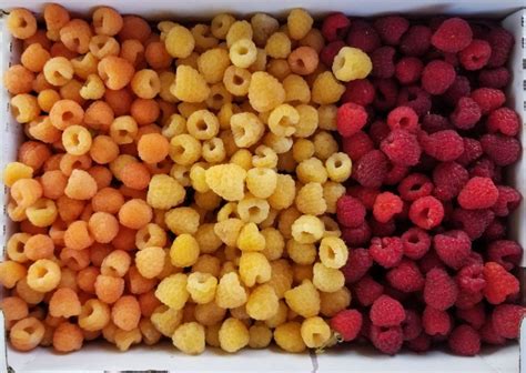 Assortiment de framboises de différentes couleurs