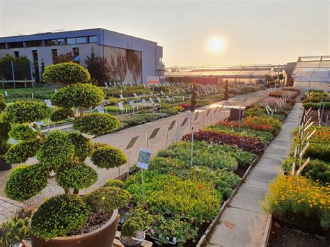 Diversité d'arbustes en pépinière