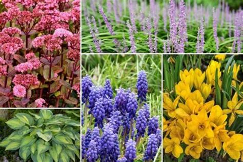 Variété de plantes vivaces