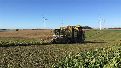 Vue aérienne d'une parcelle de betteraves en cours de récolte mécanisée