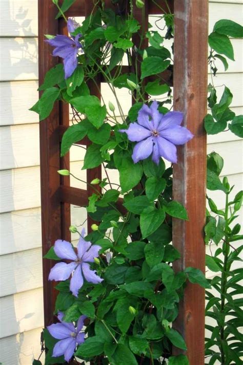 Clématite grimpant sur un treillage