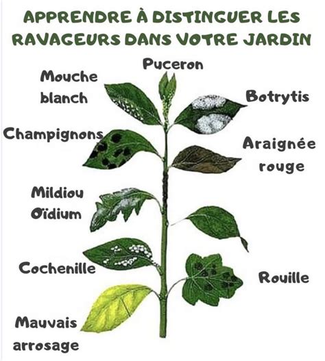 Illustration des maladies courantes des clématites