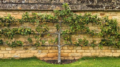 Fruitiers en espalier