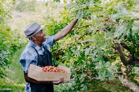 Citadins cueillant des fruits