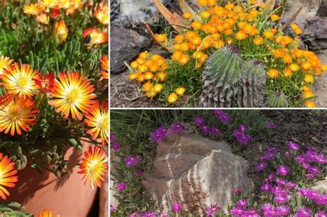 Gros plan sur un tapis de fleurs Delosperma orange en plein soleil