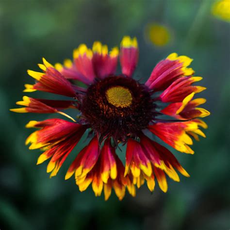 Champ de Gaillardia aristata illustrant leur robustesse et leur couleur vive