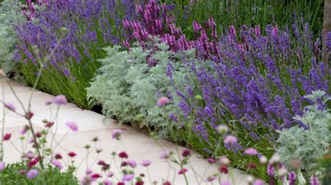 Exemple d'un jardin avec une bordure végétale composée de plantes vivaces