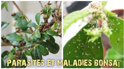 Illustration des différents parasites du bonsaï