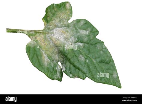 Gros plan sur une feuille de bonsaï atteinte d'oïdium