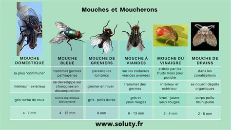 Infographie comparant les différents types de moucherons et les méthodes de piégeage adaptées