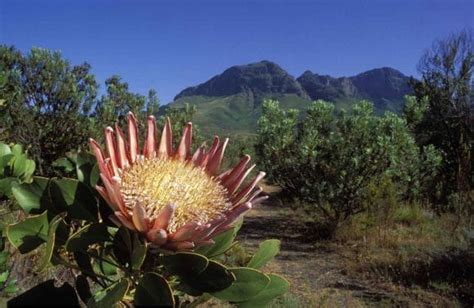 Paysage du Fynbos dans la région du Cap en Afrique du Sud