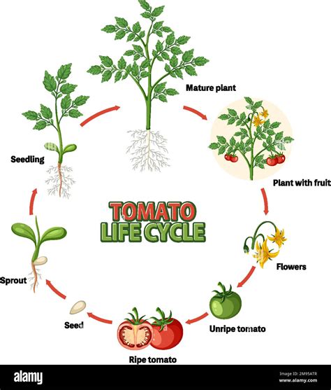 Schéma illustrant le cycle de vie d'une feuille de tomate et le processus de sénescence naturelle à la base du plant