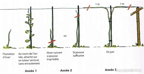 Schéma de plantation en ligne avec palissage