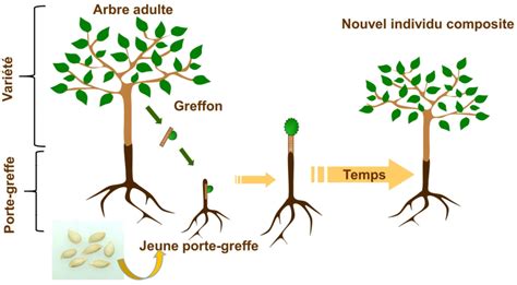 Schéma explicatif illustrant la jonction entre le porte-greffe et le greffon, mettant en évidence la zone du cambium