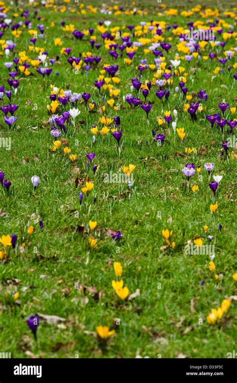 Image de crocus fleuris dans une pelouse sous un arbre