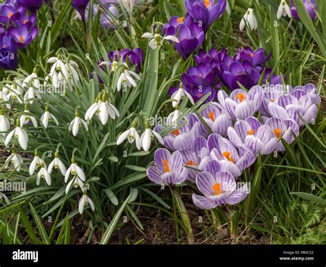 Crocus violets et blancs associés à des perce-neige