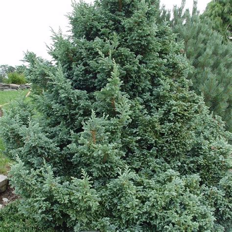 Chamaecyparis pisifera 'Boulevard' dans un jardin paysager