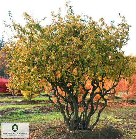 Schéma illustrant la croissance en spirale des branches du Corylus avellana 'Contorta'