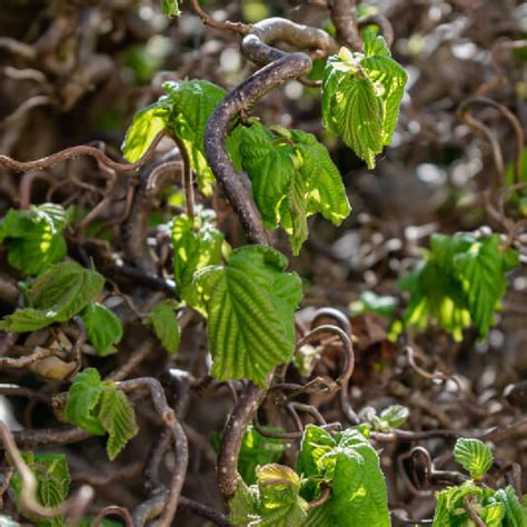 Photo d'un jeune plant de noisetier tortueux mis en terre dans un jardin bien drainé