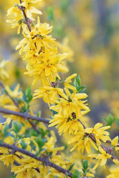gros plan sur les fleurs jaunes du forsythia