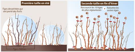 Schéma illustrant la taille des tiges de framboisiers