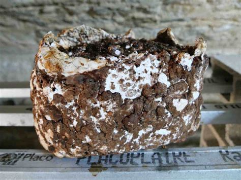 Blocs de substrat de champignons prêts à être inoculés