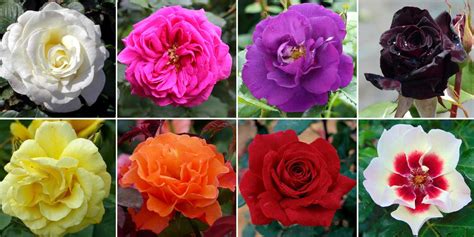 Variétés de rosiers aux couleurs et formes diverses