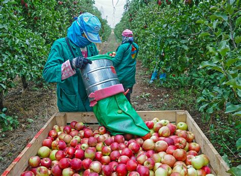 Ouvriers agricoles travaillant dans un verger de pommiers lors de la période de récolte