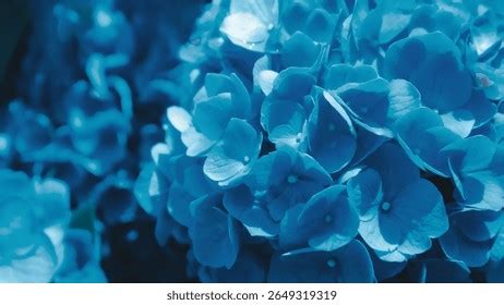 Hortensia bleu en gros plan