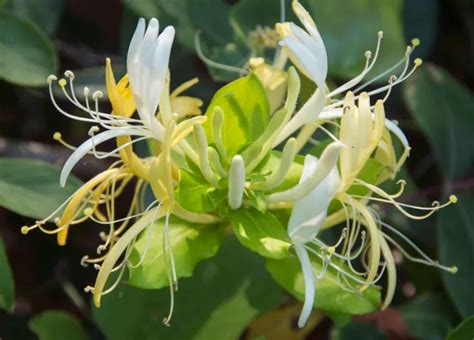 Chèvrefeuille en fleurs dans un jardin