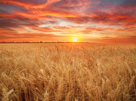 Image d'un champ de blé mûr au coucher du soleil