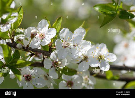 Arbre de prunier en fleurs blanches
