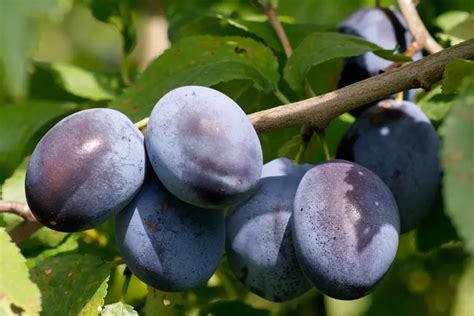 Assortiment de quetsches bleues