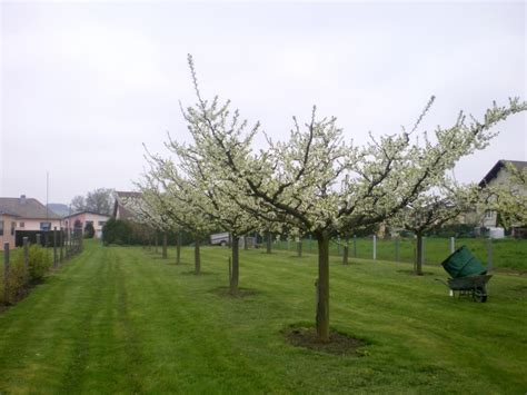Arbre de prunier taillé en gobelet