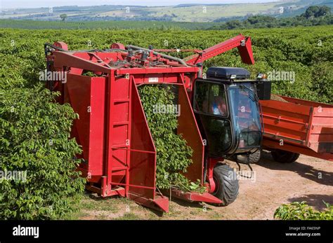 Récolte mécanique de café avec une machine Case IH
