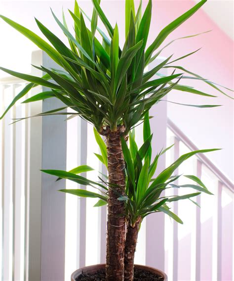 Yucca en pot dans un salon moderne