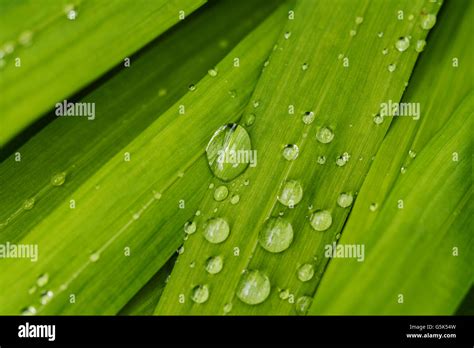 Gouttes d'eau sur les feuilles d'un yucca