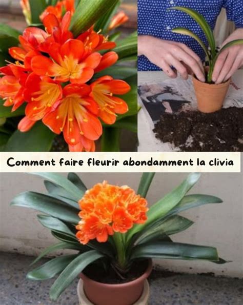 Yucca exposé à la lumière vive mais indirecte près d'une fenêtre