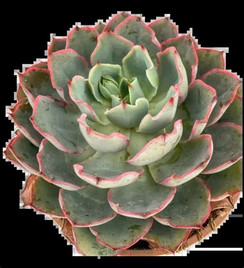 Echeveria aux feuilles charnues et colorées