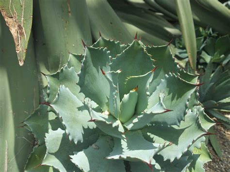 Agave aux feuilles rigides et épineuses