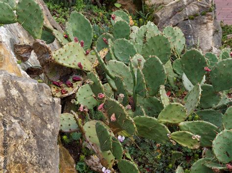 Opuntia aux raquettes plates et épineuses