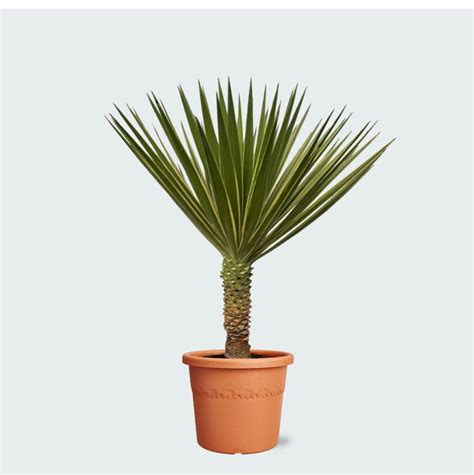 Yucca aux feuilles dressées et graphiques