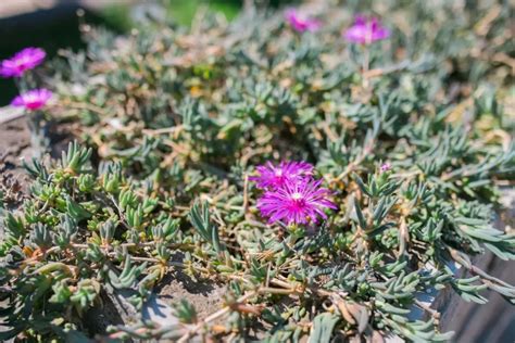 Pourpier vivace aux fleurs vives formant un tapis