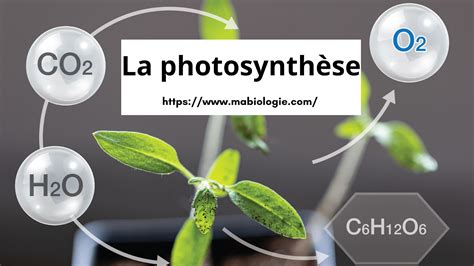 Schéma montrant les différentes parties d'un brin d'herbe et leur rôle dans la photosynthèse
