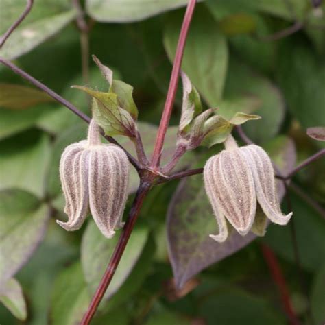Clochettes de Clematis fusca