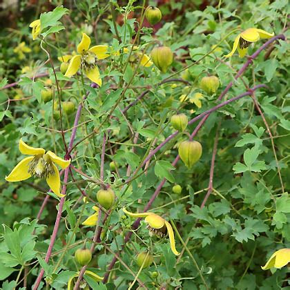 Fleurs jaunes de Clematis glauca